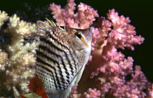 red sea- night dive aqatica 90 60mm lens . by Shmulik Blum 